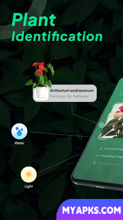 Identificação de plantas LeafSnap