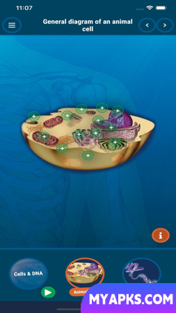 The Human Body