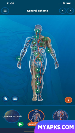 The Human Body