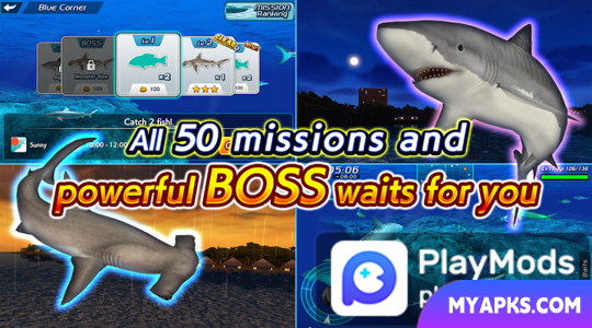 Wild Shark Fishing
