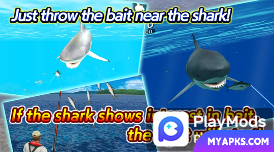 Wild Shark Fishing
