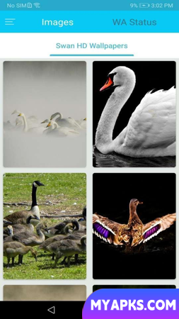 Swan HD Wallpaper
