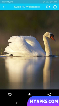 Swan HD Wallpaper