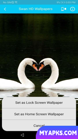 Swan HD Wallpaper
