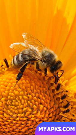 Bee Wallpaper