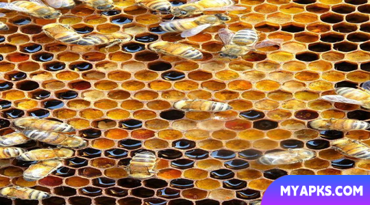 Bee Wallpaper