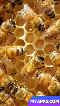 Bee Wallpaper