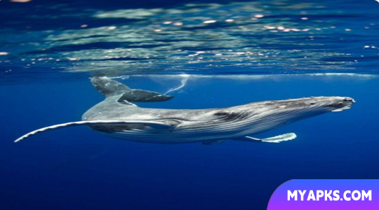Whales Wallpapers HD