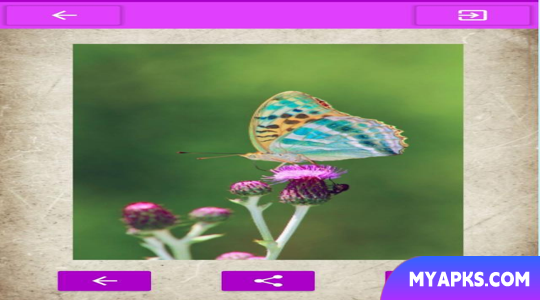 Fondos de Pantalla Mariposas.