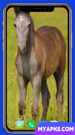 Horse Wallpaper