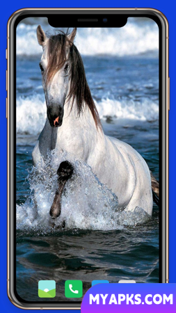 Horse Wallpaper