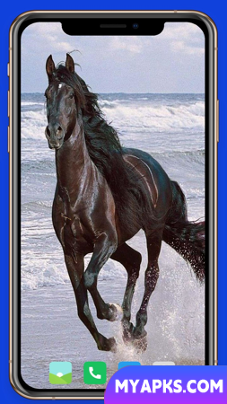 Horse Wallpaper