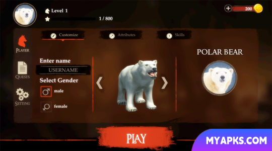 The Bear