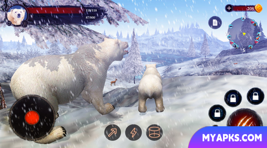 The Bear