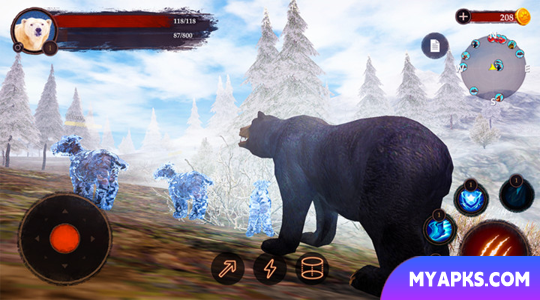 The Bear
