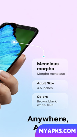 Picture Insect - Bug Identifier