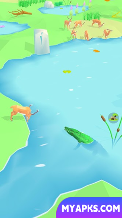 Animal Wildlife 