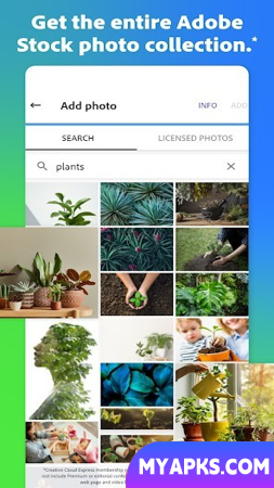 Adobe Spark Post
