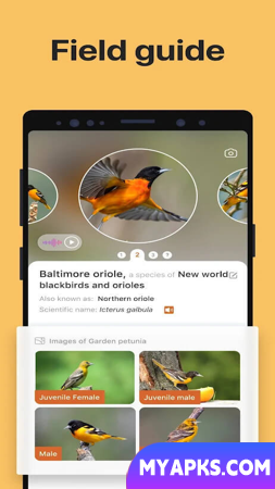 Picture Bird - Bird Identifier