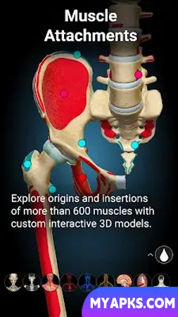 Anatomy Learning - 3D Anatomy