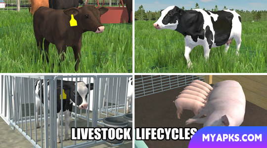 American Farming