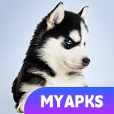 Husky Simulator