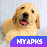 Golden Retriever Simulator